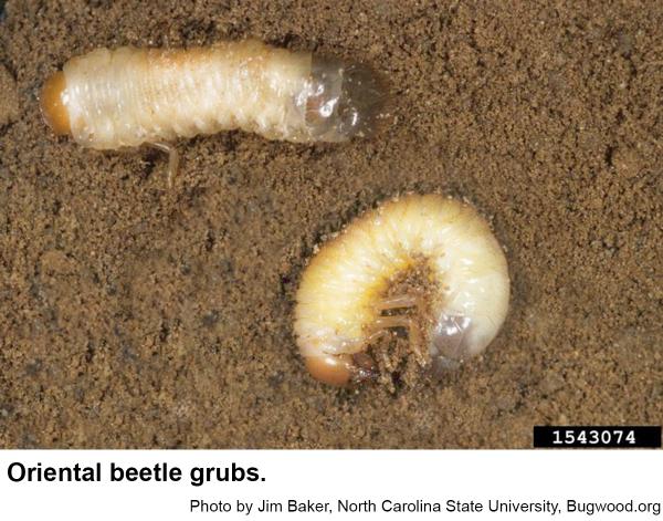 Oriental beetle grubs